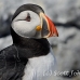 puffin_atlantic_msi_h_2700_can2086.jpg